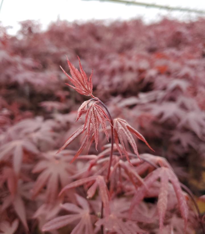 Acer palmatum 'Bloodgood'