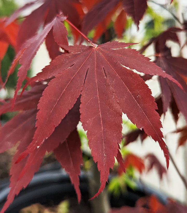 Acer palmatum 'Bloodgood'