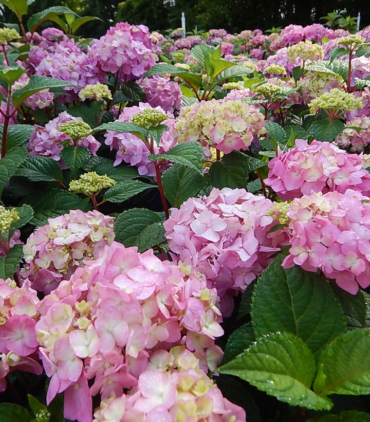 Hydrangea mac. Endless Summer® Collection Endless Summer® Bloomstruck®