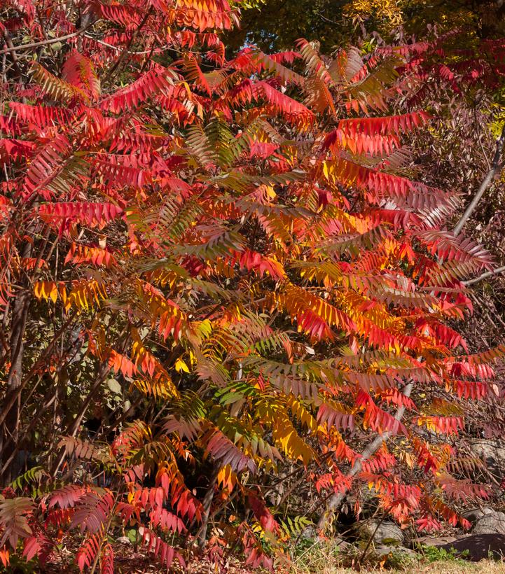 Rhus glabra 