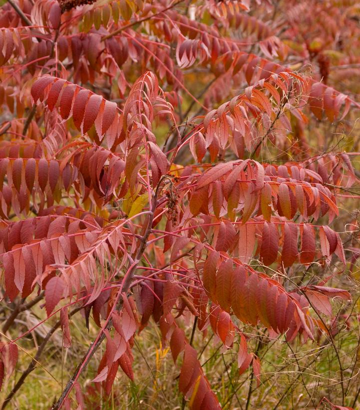 Rhus glabra 