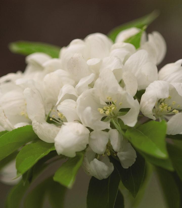 Malus 'Spring Snow'