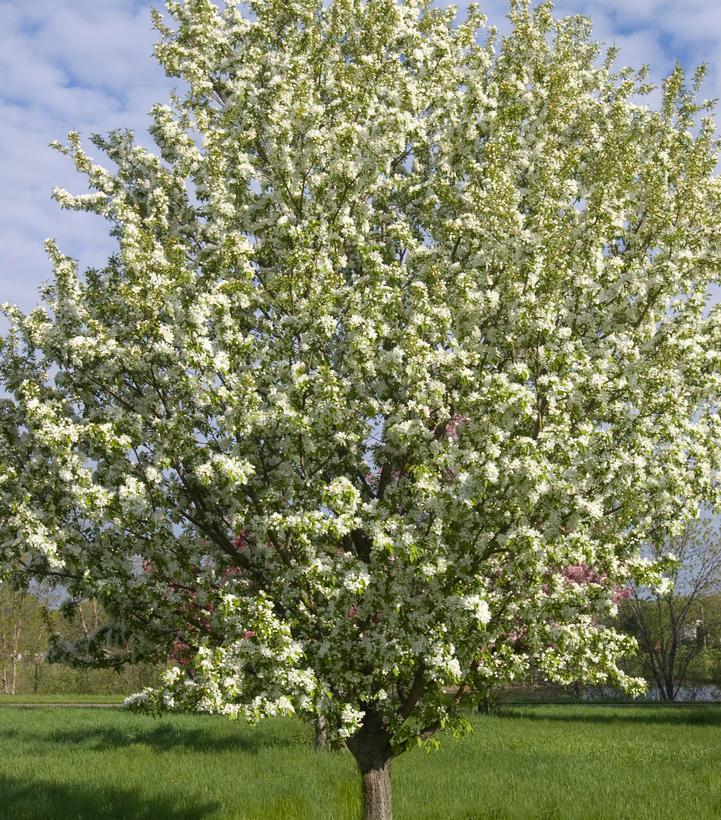 Malus 'Spring Snow'