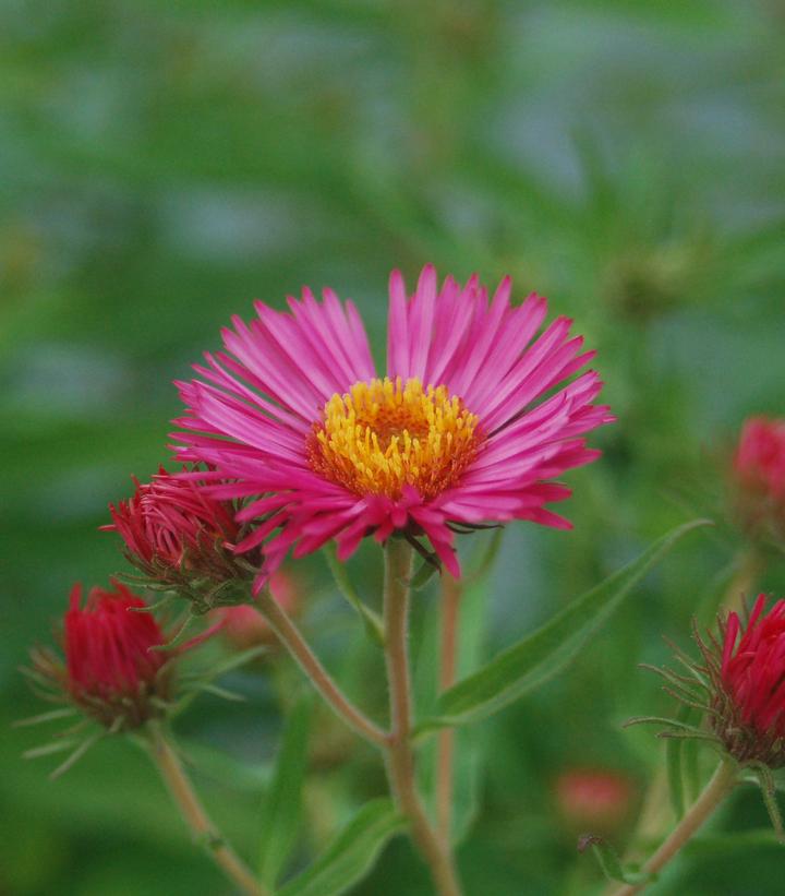 Aster novae-angliae 'Alma Potchke'