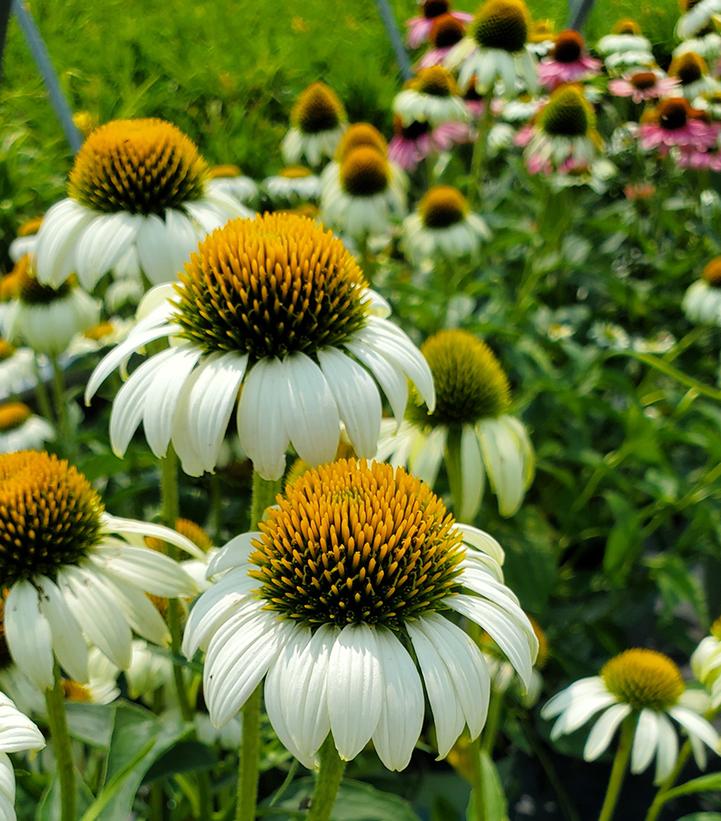 Echinacea Happy Star