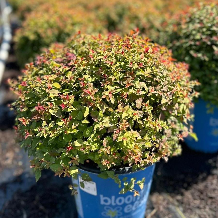 Spiraea Poprocks Rainbow Fizz™