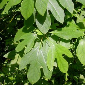 Sassafras albidum 