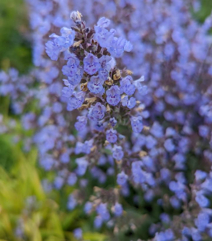 Nepeta faassenii 'Purrsian Blue'