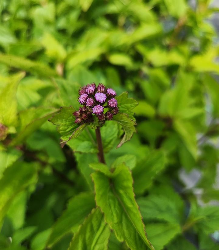 Eupatorium coelestinum 