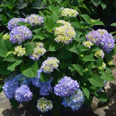 Hydrangea mac. Azure Skies™