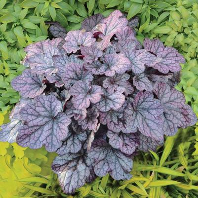 Heuchera Grape Expectations