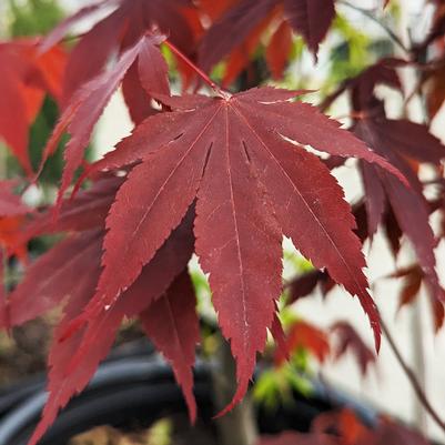 Acer palmatum 'Bloodgood'