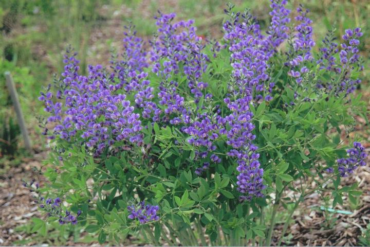 Baptisia hybrid Decadence® Decadence® Blueberry Sundae