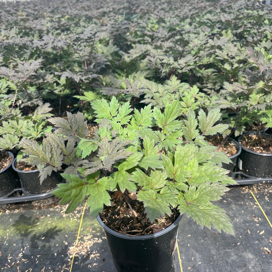 Actaea racemosa 'Brunette'