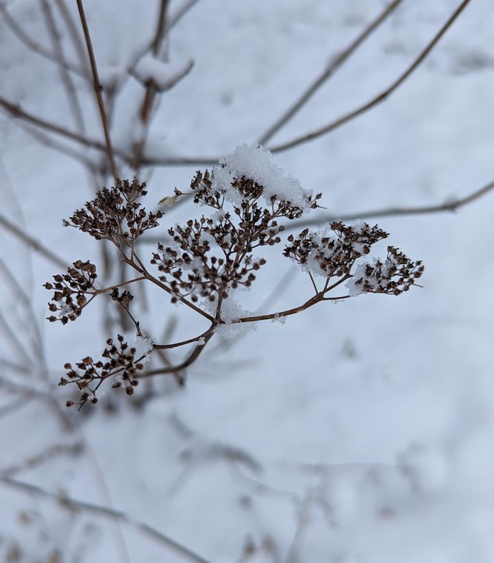 Hydrangea arborescens Haas' Halo