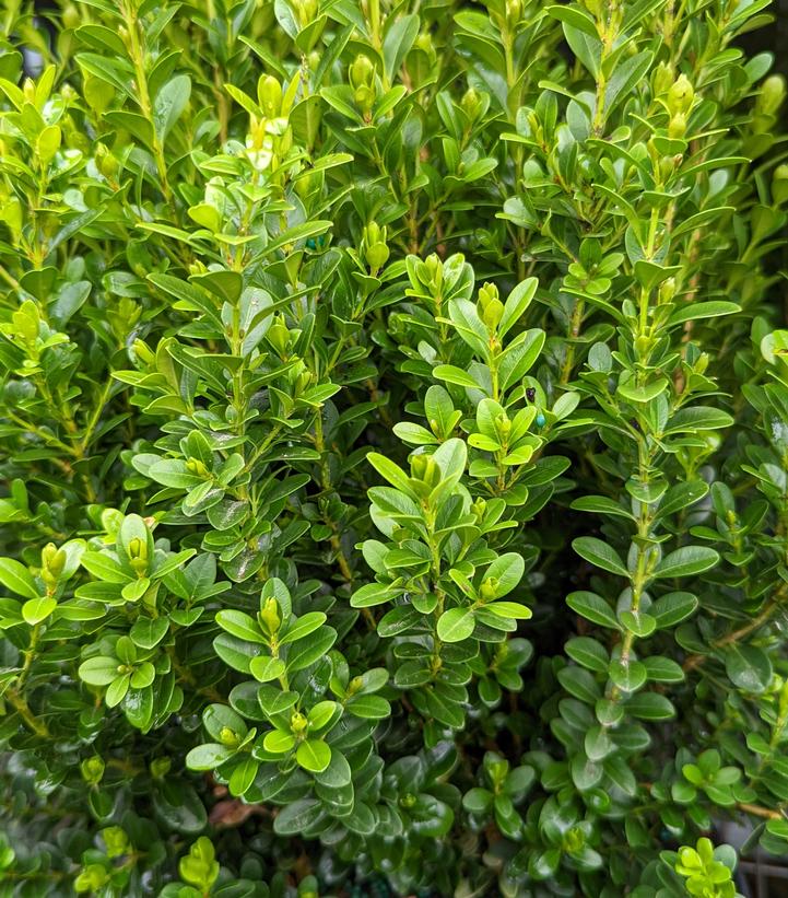 Buxus microphylla var. japonica Baby Gem™