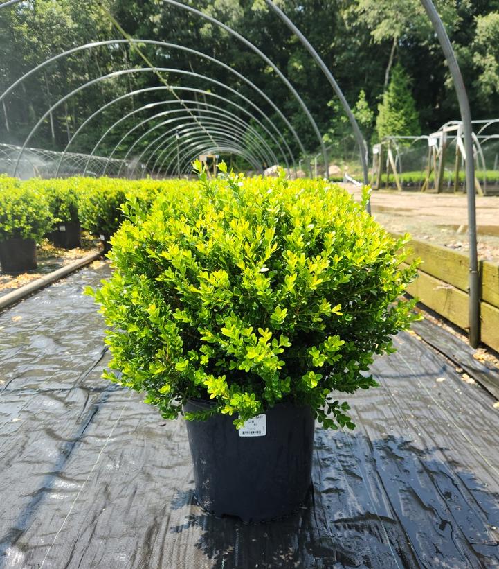 Buxus microphylla var. japonica Baby Gem™