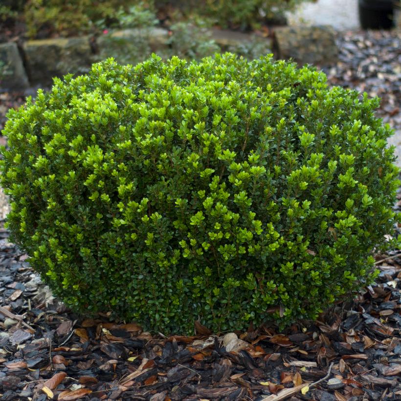 Buxus microphylla var. japonica Baby Gem™