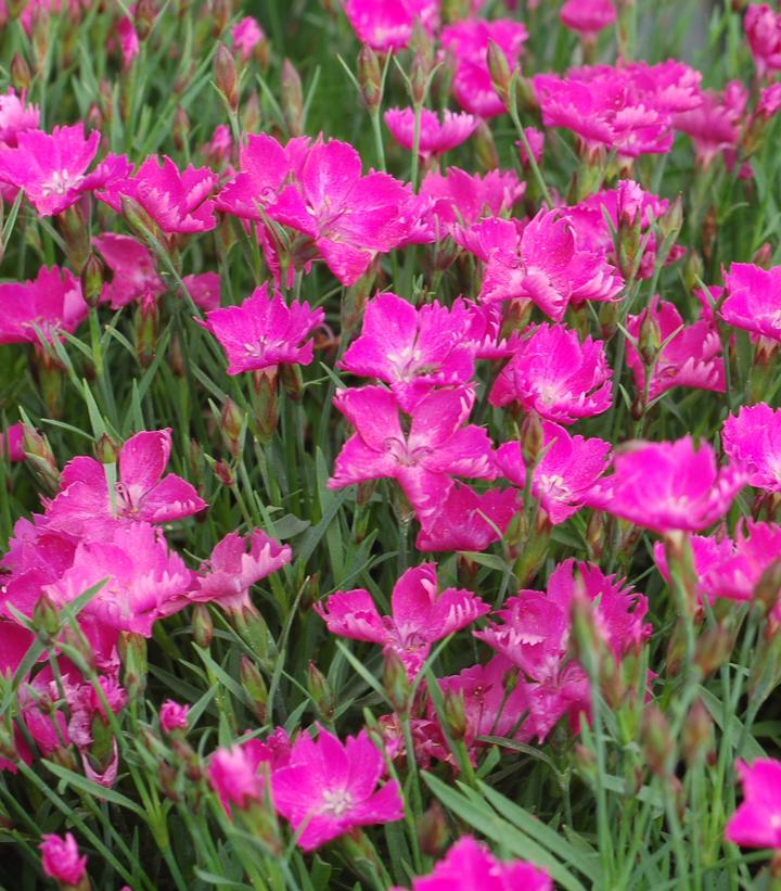 Dianthus Sunflor® Kahori®