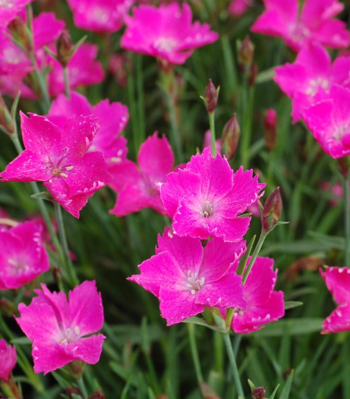 Dianthus Sunflor® Kahori®