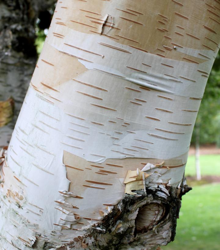 Betula jacquemontii 