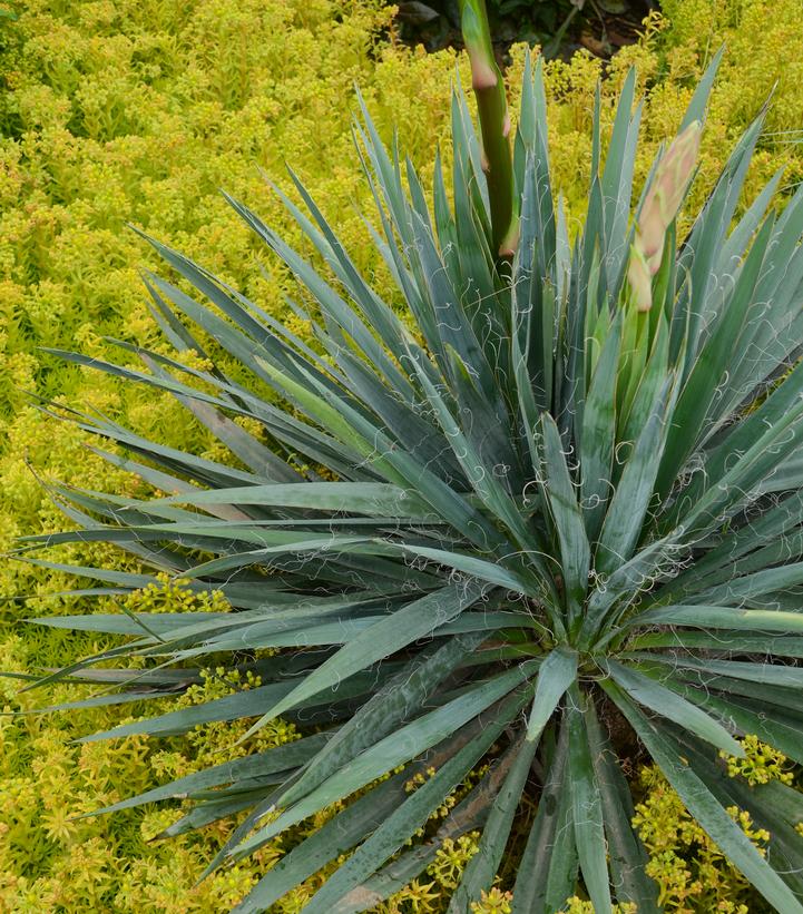 Yucca filamentosa Excalibur