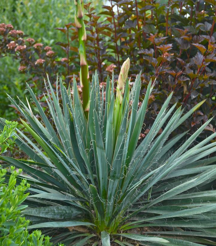 Yucca filamentosa Excalibur