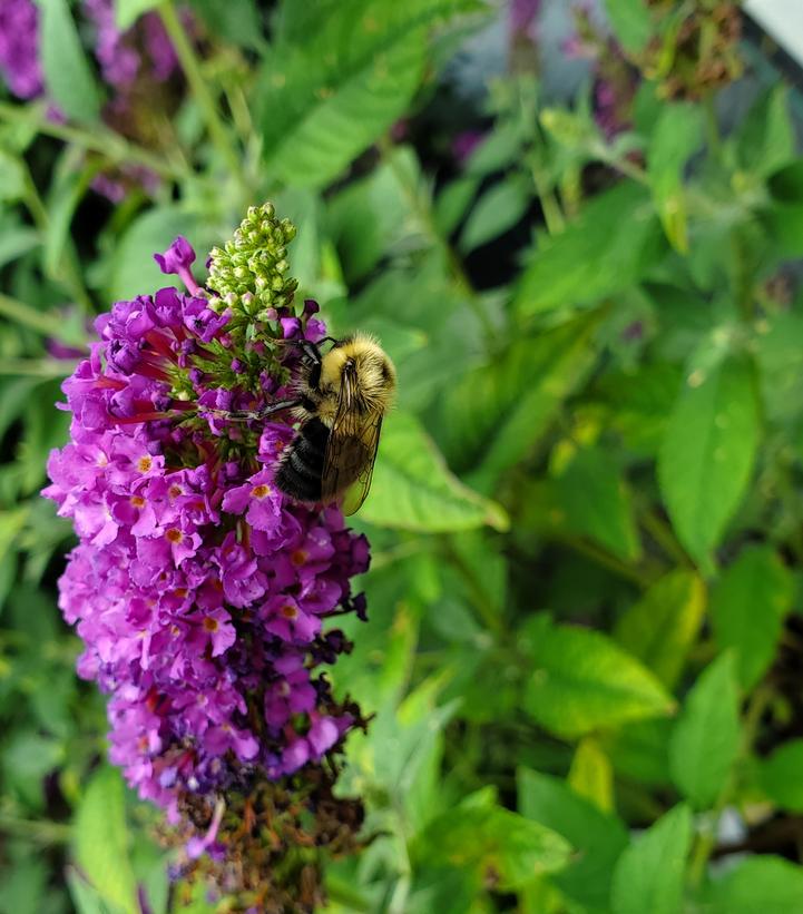 Buddleia x Miss Violet