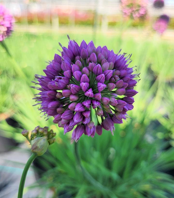 Allium 'Medusa'