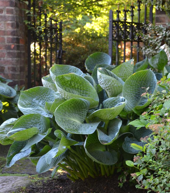 Hosta 'Abiqua Drinking Gourd'