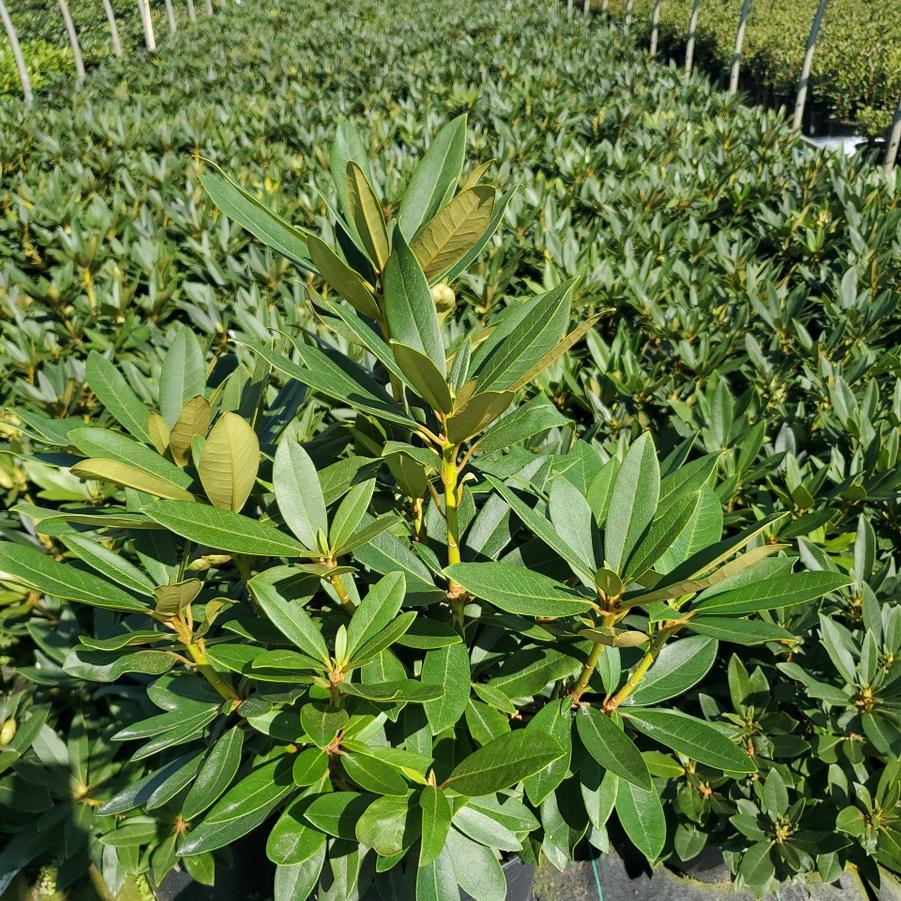 Rhododendron cat. Chionoides