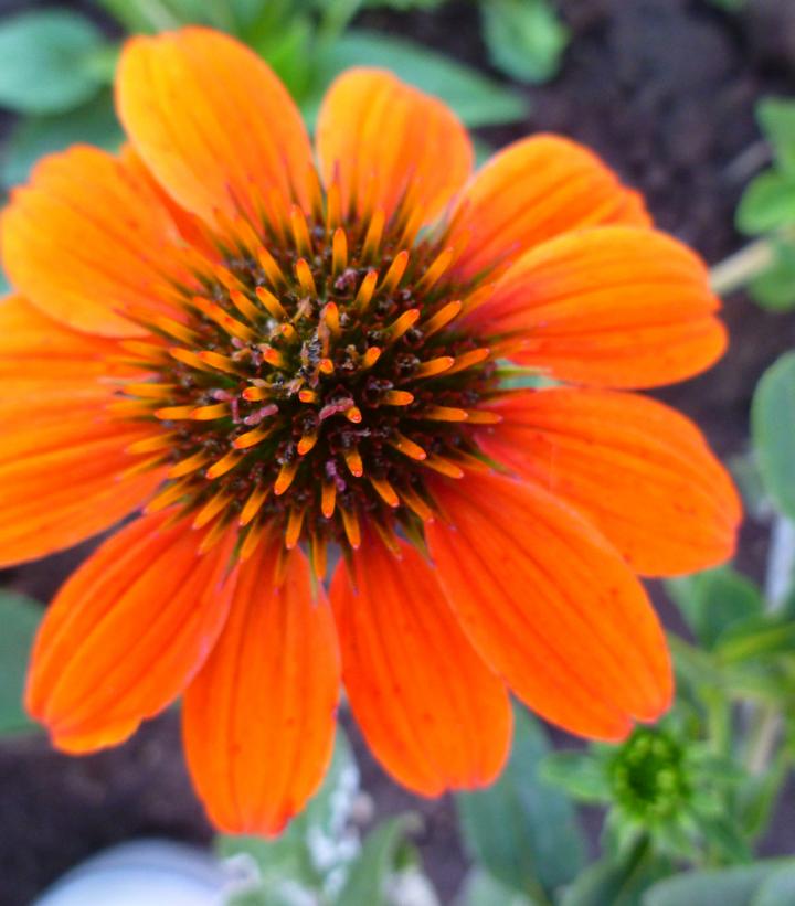 Echinacea Sombrero® Adobe Orange