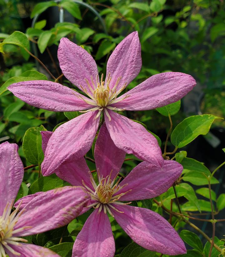 Clematis Sally™