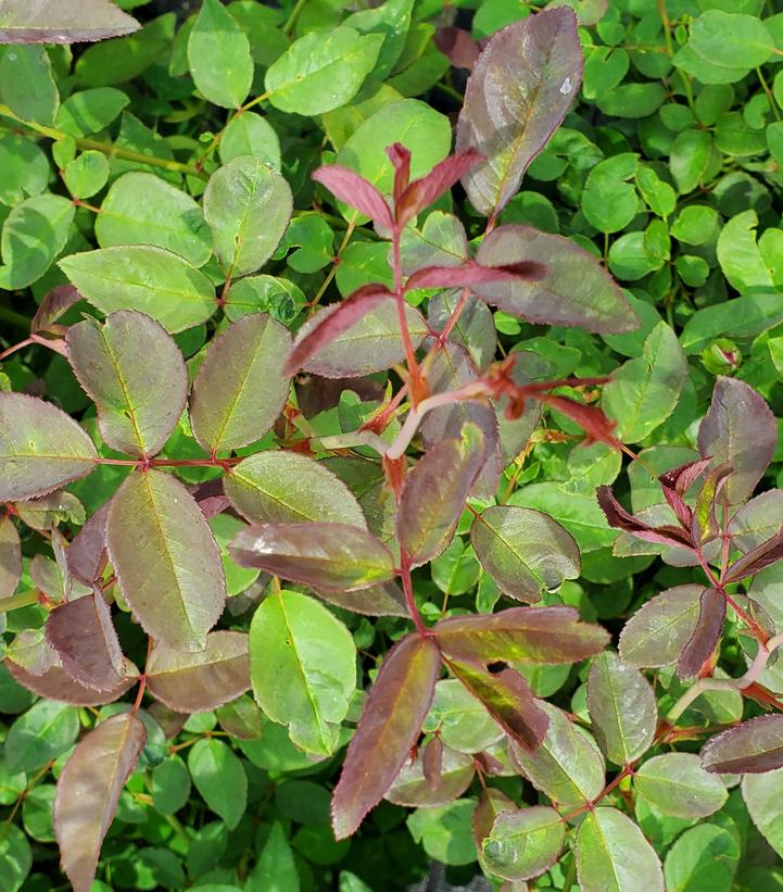 Rosa Zephirine Drouhin