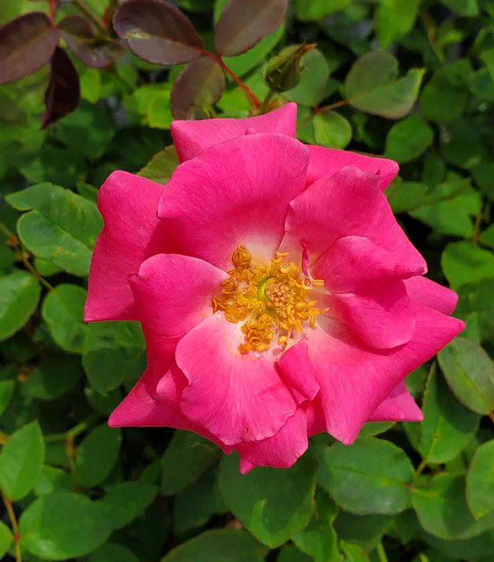 Rosa Zephirine Drouhin