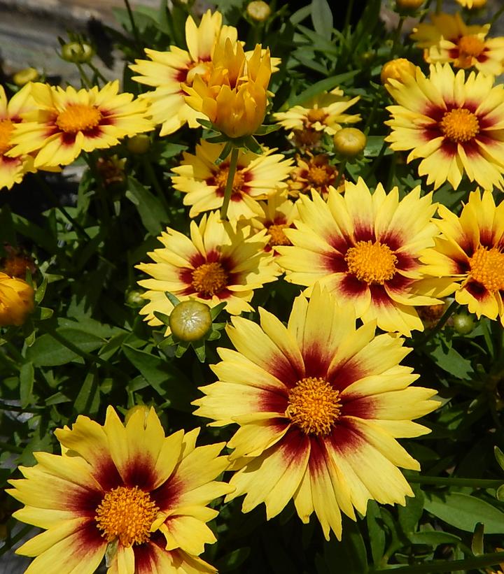 Coreopsis Li'l Bang™ Enchanted Eve