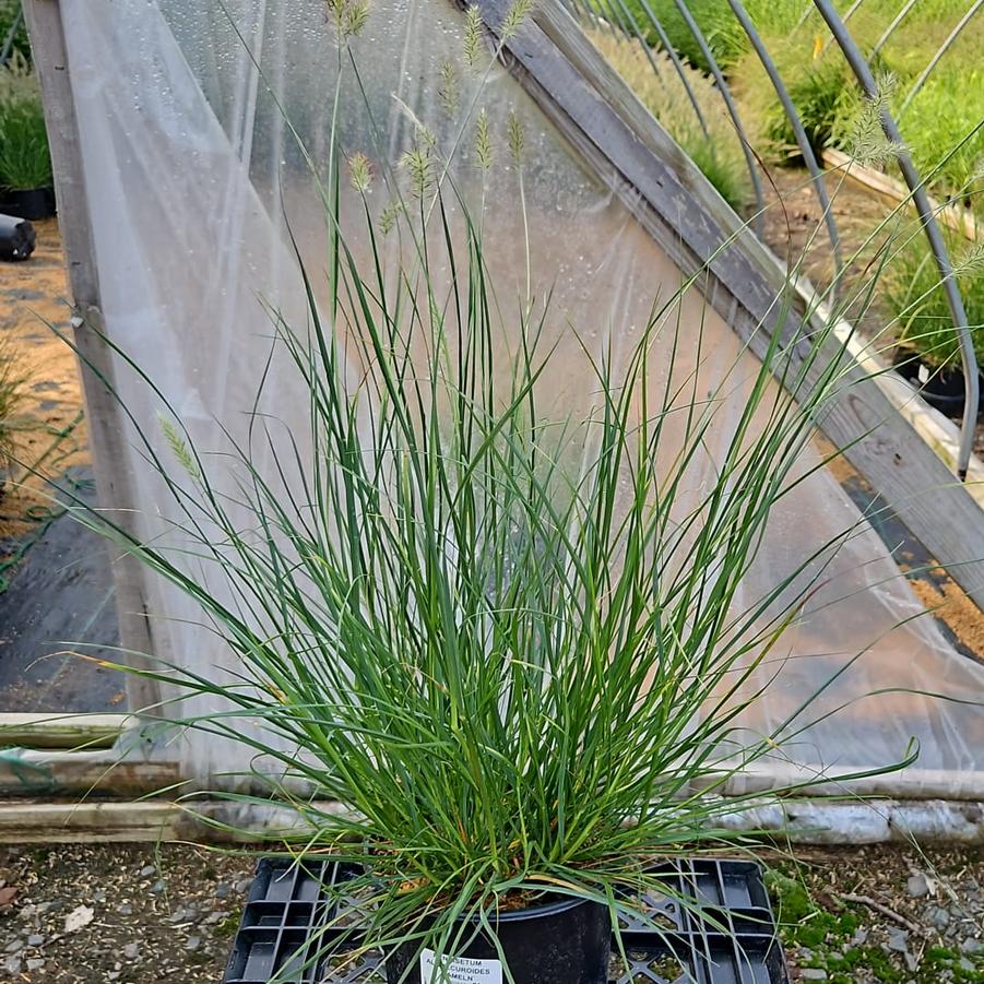 Pennisetum alopecuroides Hameln