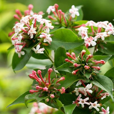 Abelia mosanensis Sweet Emotion®