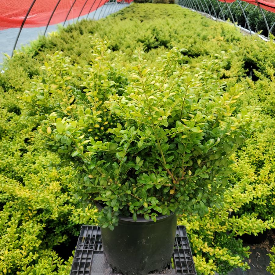 Ilex crenata Drops of Gold