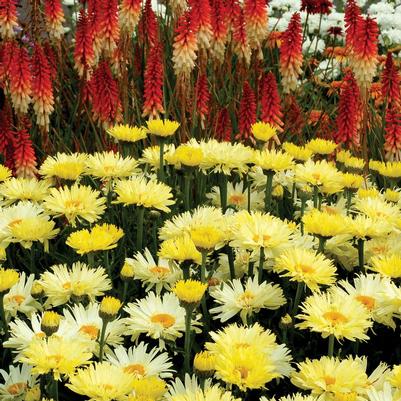 Leucanthemum 'Goldfinch'