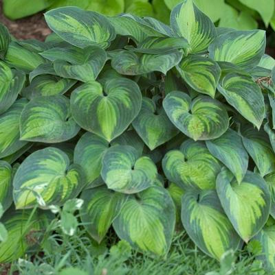 Hosta tardiana June