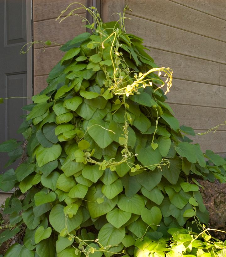 Aristolochia macrophylla 