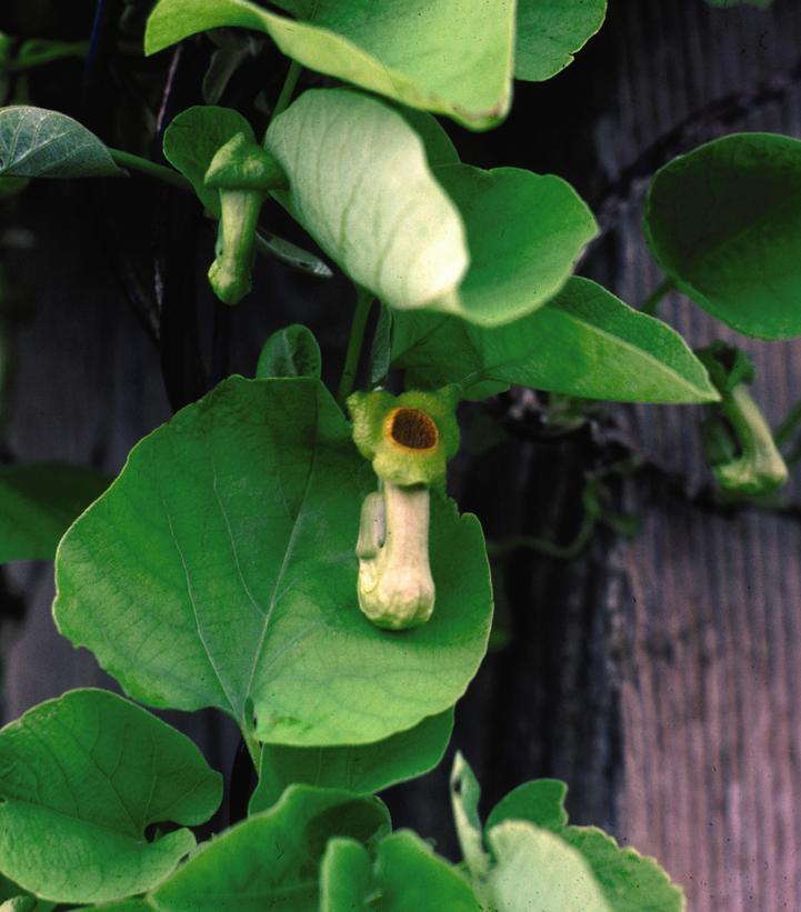 Aristolochia macrophylla 