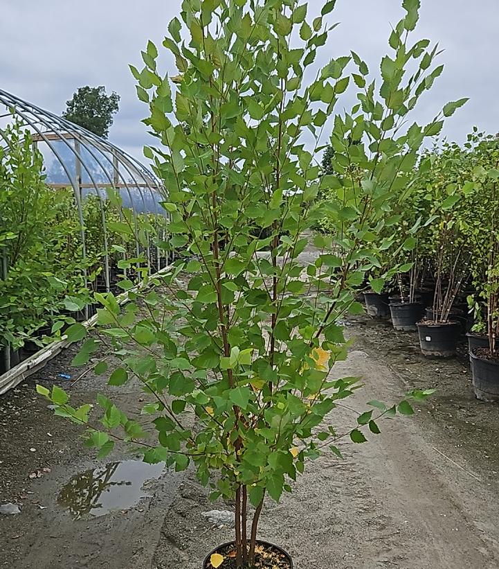 Betula nigra 'Heritage'