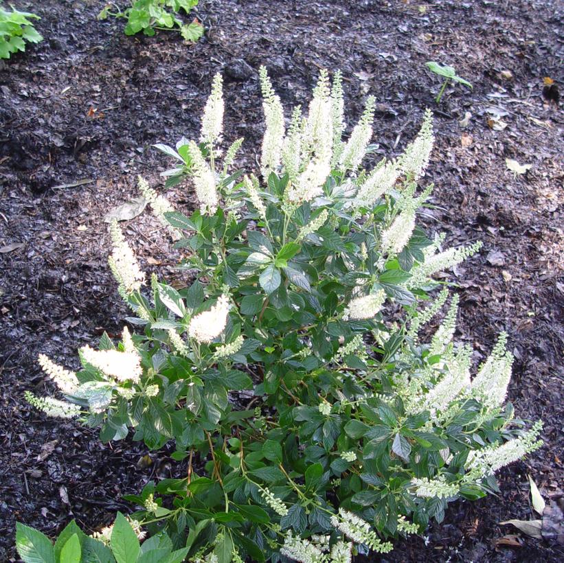 Clethra alnifolia 