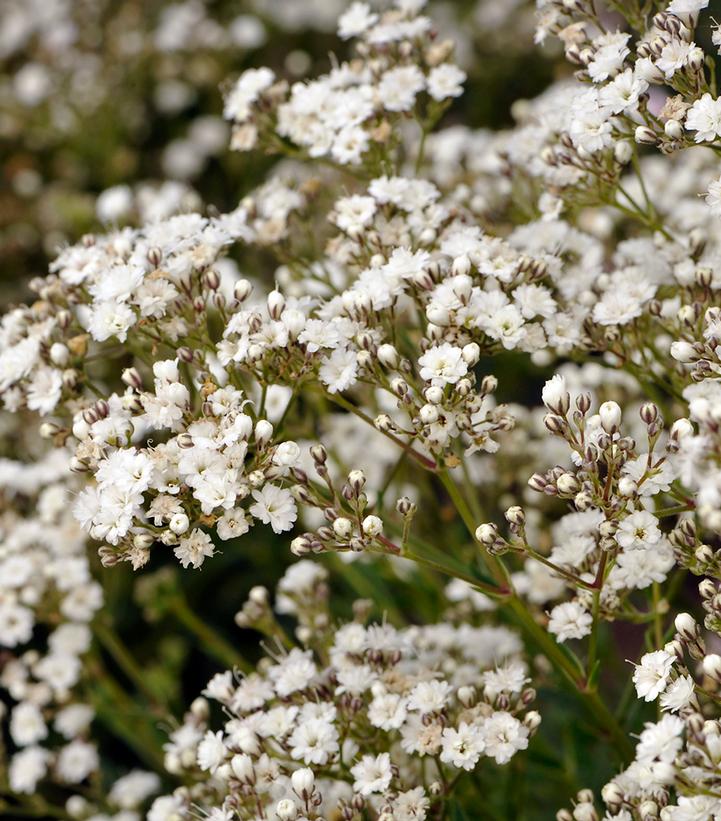 Gypsophila paniculata FESTIVAL STAR®