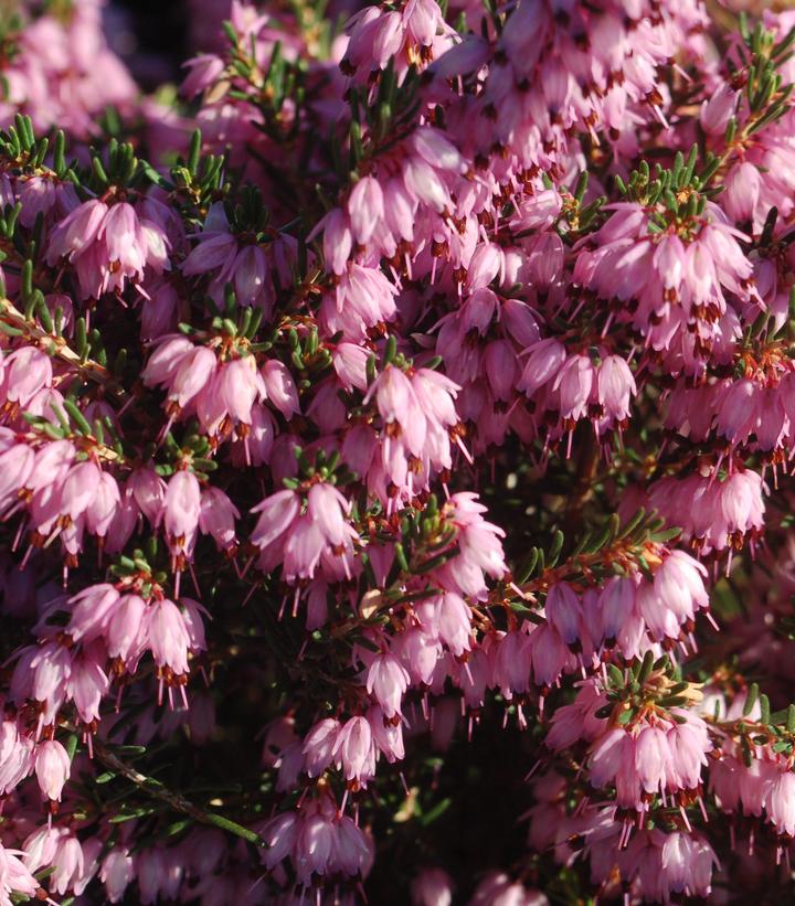 Erica carnea Pink