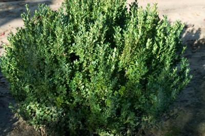 Buxus microphylla var. japonica Green Mountain
