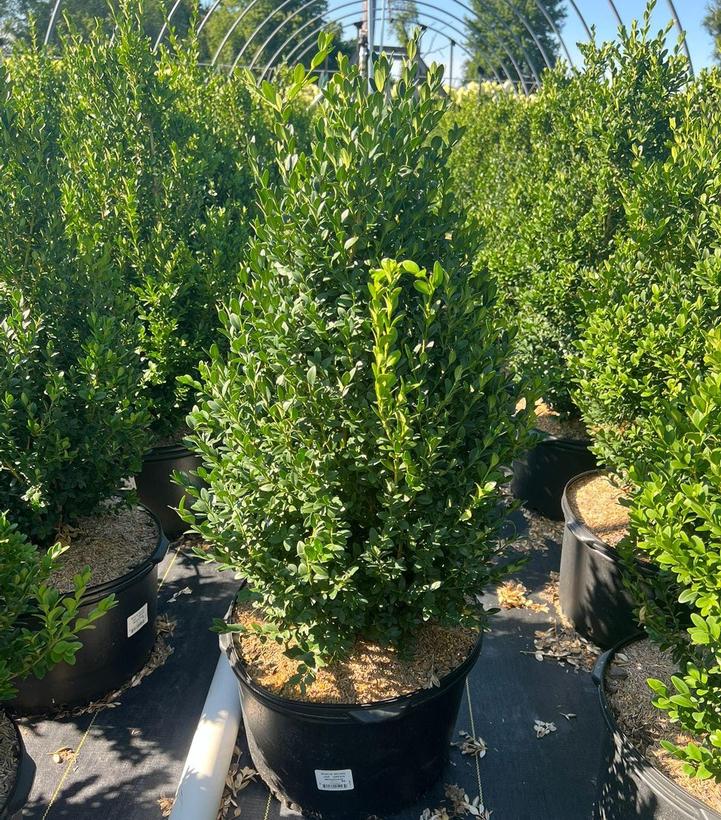 Buxus microphylla var. japonica Green Mountain