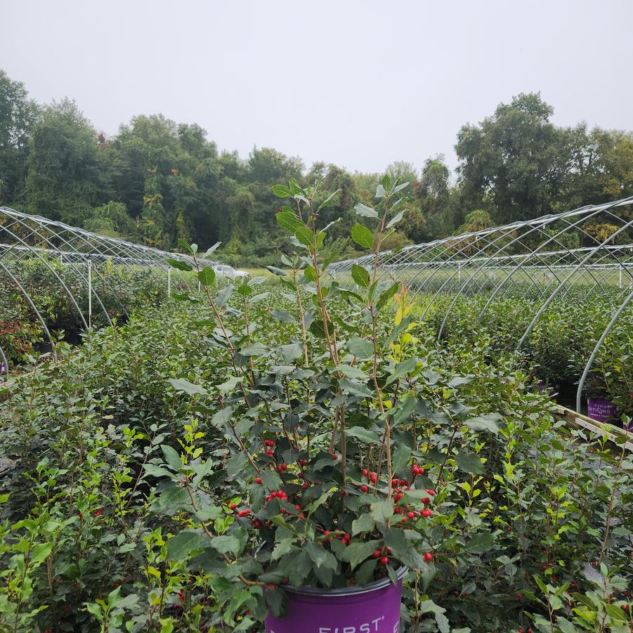 Ilex verticillata Wildfire™